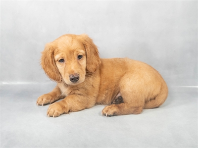 [#M02672] Red M Dachshund Puppies for Sale