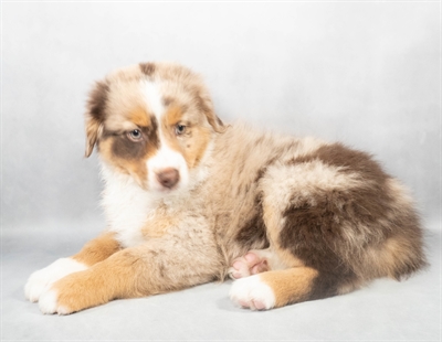 [#M02772] Red Merle F Australian Shepherd Puppies for Sale