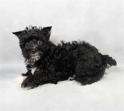 [#M02780] Black F Miniature Schnauzer Puppies for Sale