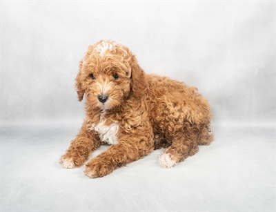 [#M02813] Red M Cavapoo F1B Puppies for Sale