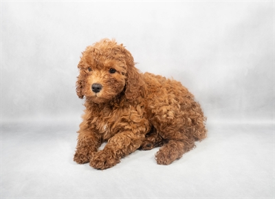 [#M02814] Red F Cavapoo F1B Puppies for Sale
