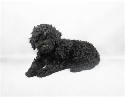 [#M02816] Black F Cavapoo F1B Puppies for Sale