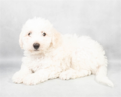 [#M02826] White M Bichon Frise Puppies for Sale
