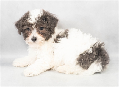 [#M02896] Blue and White F Bichon Poo Puppies for Sale