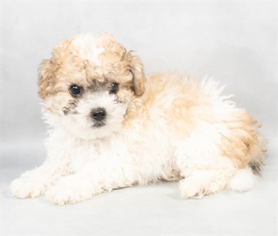 [#M02897] Brown and White M Bichon Poo Puppies for Sale