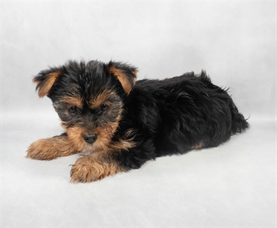 [#M03277] Black and Tan F Yorkshire Terrier Puppies for Sale
