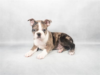 [#M03536] Blue Merle and White M Boston Terrier Puppies for Sale