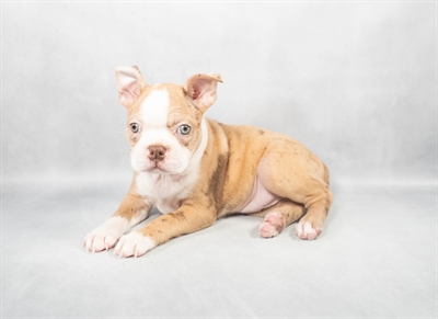 [#M03537] Red Merle F Boston Terrier Puppies for Sale