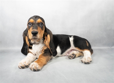 [#M03810] Black Tan and White M Basset Hound Puppies for Sale