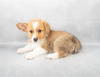 [#M03947] Sable M Pembroke Welsh Corgi Puppies for Sale