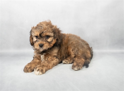 [#M04319] Gold M Cava Shi Puppies for Sale