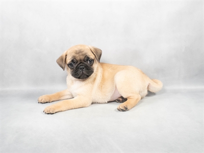 [#M04839] Fawn M Pug Puppies for Sale