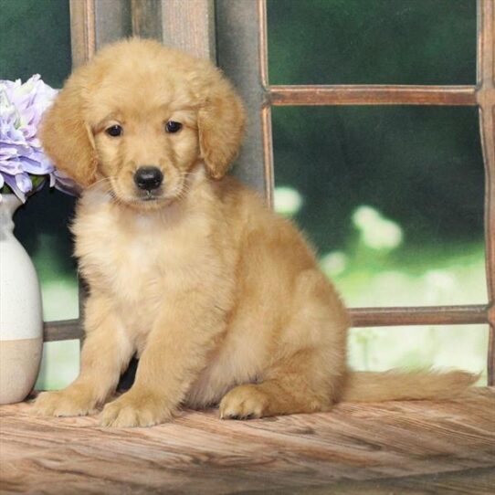 [#25388-07] Dark Golden F Golden Retriever Puppies for Sale