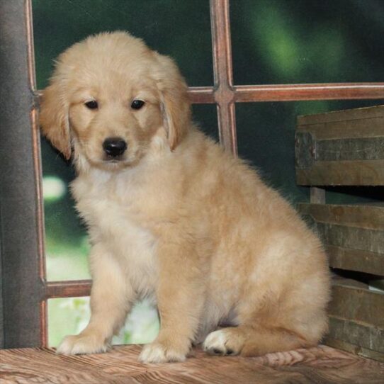 [#25388-08] Golden F Golden Retriever Puppies for Sale