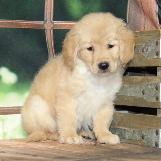 [#25388-09] Golden F Golden Retriever Puppies for Sale