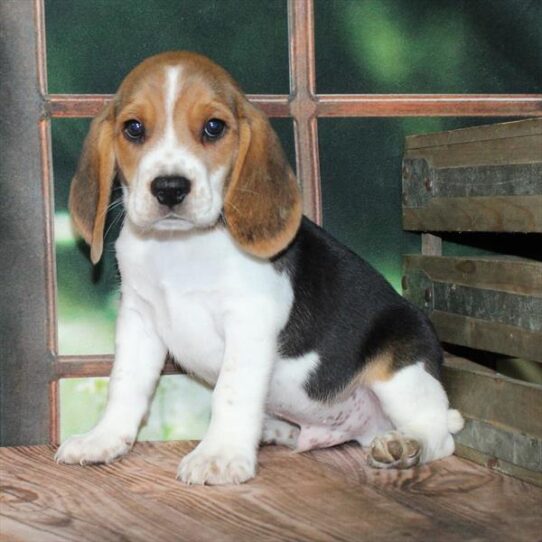 [#25396-01] Black White / Tan M Beagle Puppies for Sale