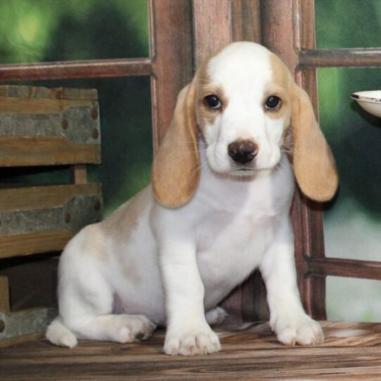[#25396-02] Lemon / White F Beagle Puppies for Sale