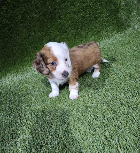 [#2572-03] Red F Dachshund Puppies for Sale