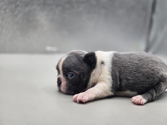 [#2559-03] Blue / White F Boston Terrier Puppies for Sale