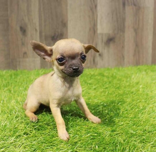 [#251394-06] Fawn F Chihuahua Puppies for Sale