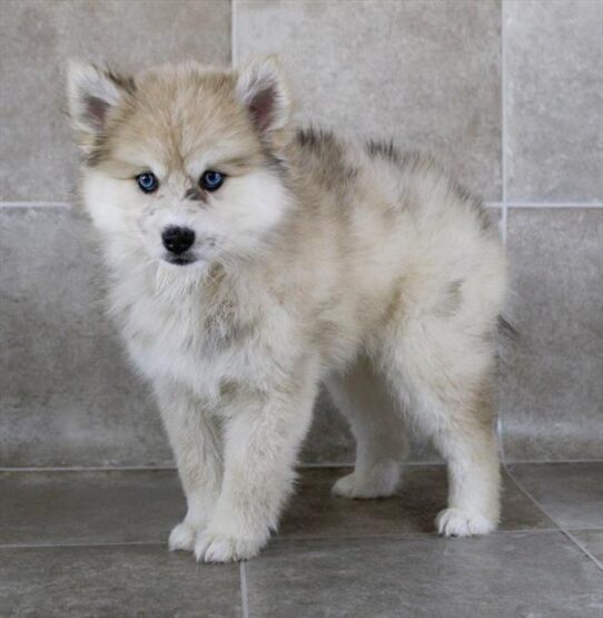 [#25178-01] Cream F Pomsky Puppies for Sale