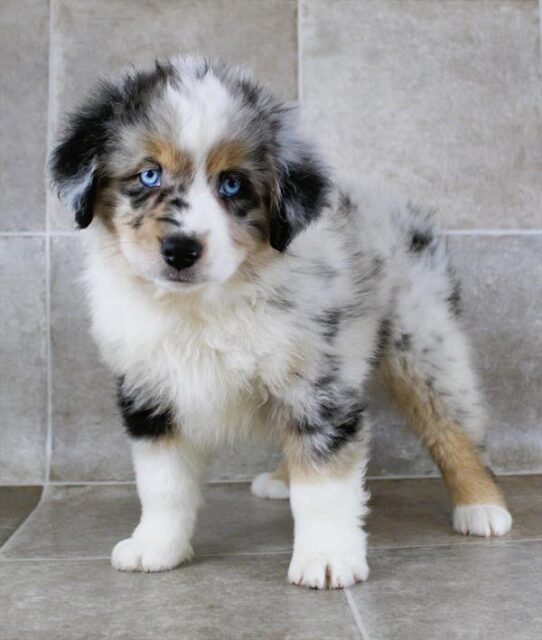 [#25179-01] Blue Merle M Miniature American Shepherd Puppies for Sale