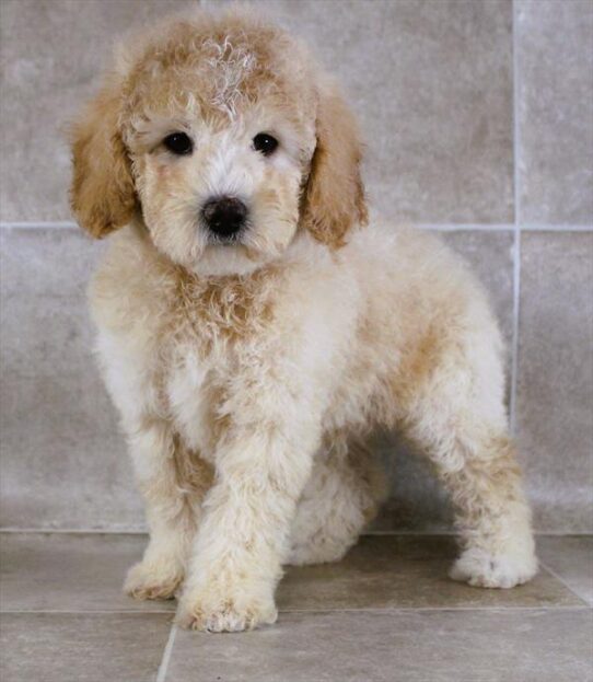 [#25163-01] Apricot M Poodle Mini Puppies for Sale