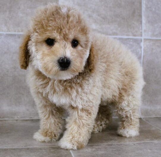 [#25163-02] Apricot F Poodle Mini Puppies for Sale