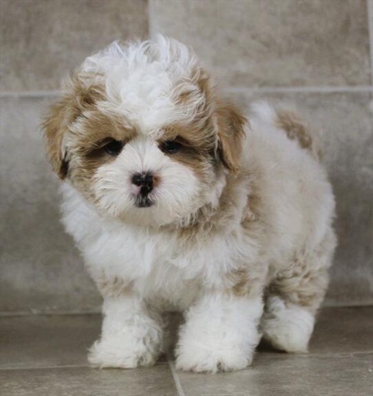[#25176-04] Apricot Dilute M ShizaPoo Puppies for Sale