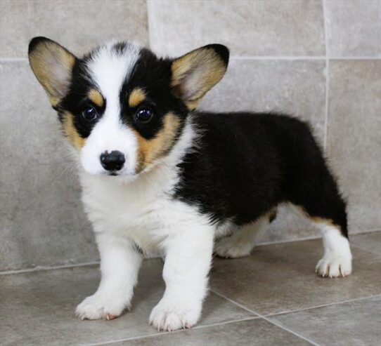 [#25174-02] Black Tan / White M Pembroke Welsh Corgi Puppies for Sale