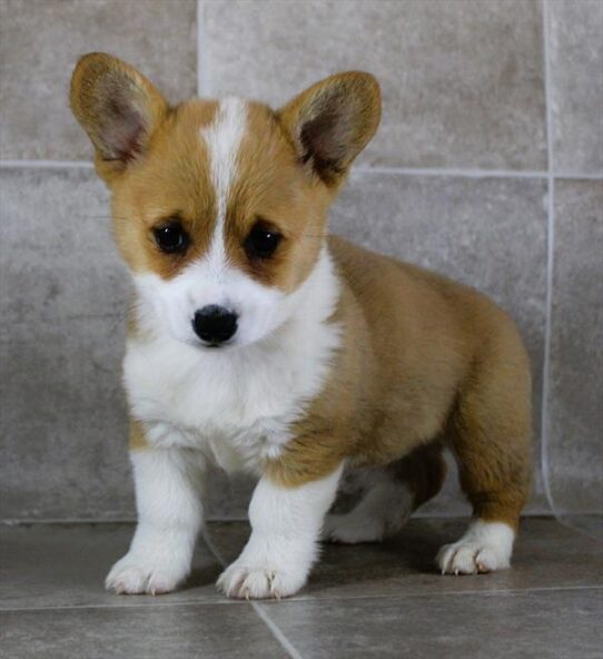 [#25174-04] Sable / White F Pembroke Welsh Corgi Puppies for Sale