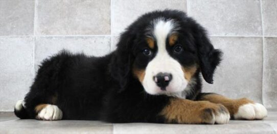 [#25173-01] Black Rust / White M Bernese Mountain Dog Puppies for Sale