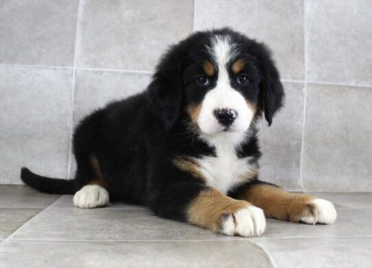 [#25173-05] Black Rust / White F Bernese Mountain Dog Puppies for Sale