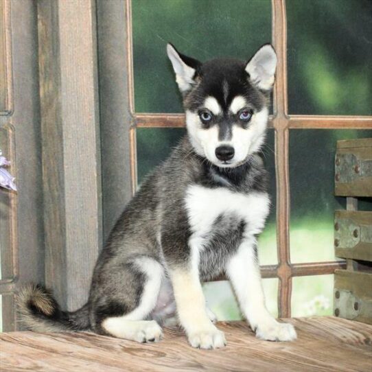 [#25381-01] Black / White M Alaskan Klee Kai Puppies for Sale