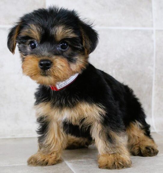 [#25220-05] Black / Tan F Yorkshire Terrier Puppies for Sale