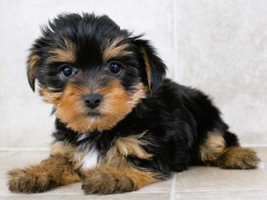 [#25226-01] Black / Tan F Yorkshire Terrier Puppies for Sale