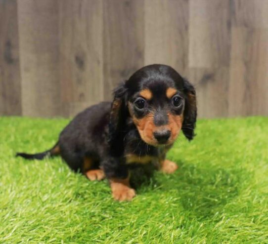 [#251373-02] Black / Tan F Dachshund Puppies for Sale