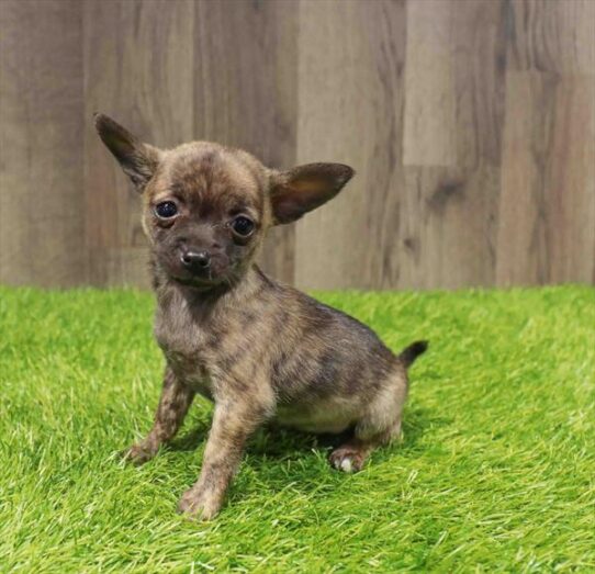[#251394-03] Brindle F Chihuahua Puppies for Sale