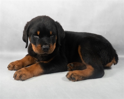 [#M04793] Black and Mahogany M Rottweiler Puppies for Sale