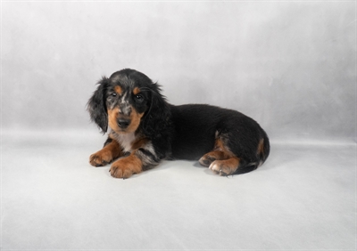 [#M04883] Black and Silver Dapple M Dachshund Puppies for Sale