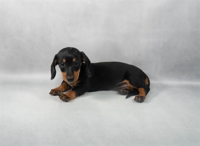 [#M04884] Black and Tan F Dachshund Puppies for Sale