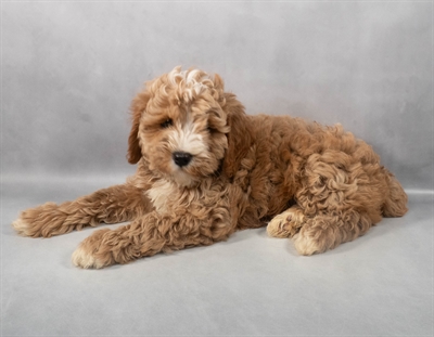 [#M04906] Red and White M Cavapoo F1B Puppies for Sale