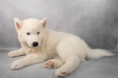 [#M05052] White M Siberian Husky Puppies for Sale
