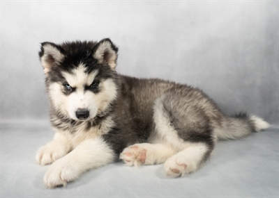 [#M05054] Black Grey and White F Siberian Husky Puppies for Sale