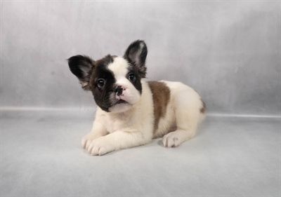 [#M05067] Fawn and White M French Bulldog Puppies for Sale