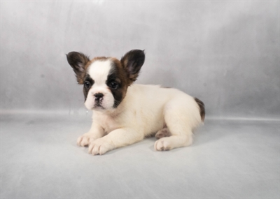 [#M05068] Fawn and White M French Bulldog Puppies for Sale