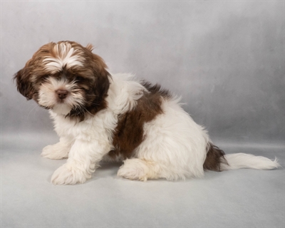 [#M05101] Liver and White M Shih Tzu Puppies for Sale