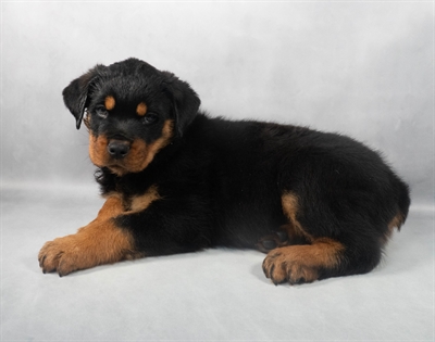 [#M05182] Black and Mahogany M Rottweiler Puppies for Sale