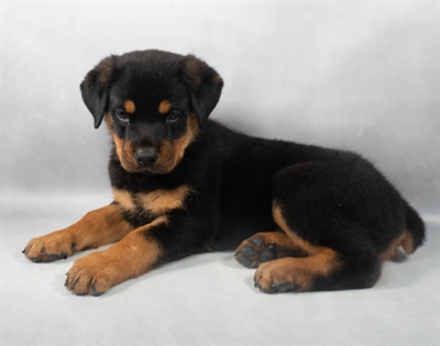 [#M05185] Black and Mahogany F Rottweiler Puppies for Sale