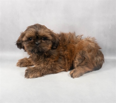 [#M05202] Liver F Shih Tzu Puppies for Sale